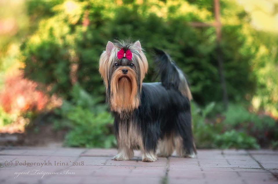 KRISTLY DELIGHTFUL BEAUTY